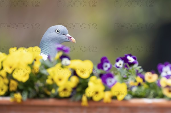 Wood pigeon (Columba palumbus) adult garden bird on a plant pot with Pansy or Viola flowers in spring, England, United Kingdom