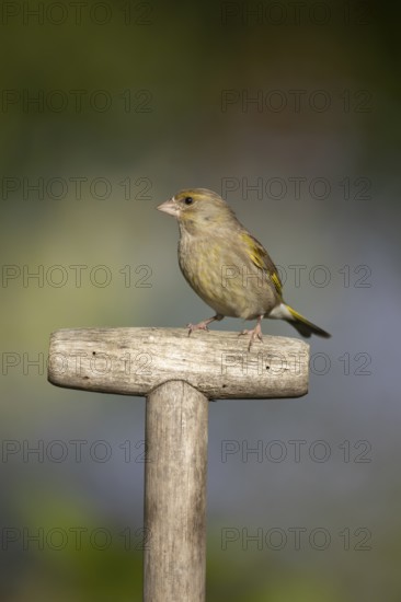 Eurasian greenfinch (Chloris chloris) adult garden bird on a fork handle in summer, England, United Kingdom