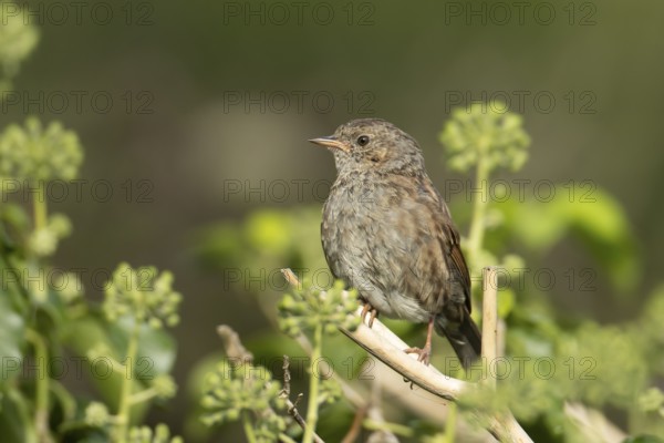 Dunnock or Hedge sparrow (Prunella modularis) adult garden bird in an Ivy tree in summer, England, United Kingdom