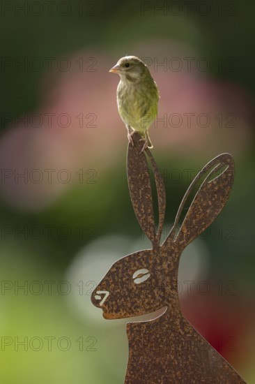 Eurasian greenfinch (Chloris chloris) adult garden bird on a metal hare sculpture in summer, England, United Kingdom