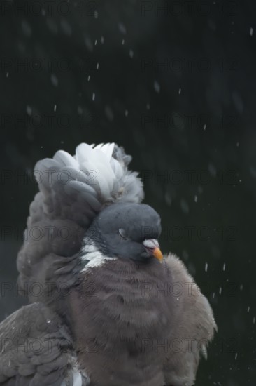 Wood pigeon (Columba palumbus) adult garden bird in a rain storm in summer, England, United Kingdom
