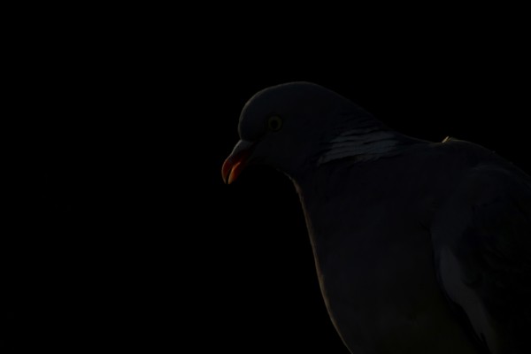 Wood pigeon (Columba palumbus) adult garden bird head portrait rim lit in summer, England, United Kingdom