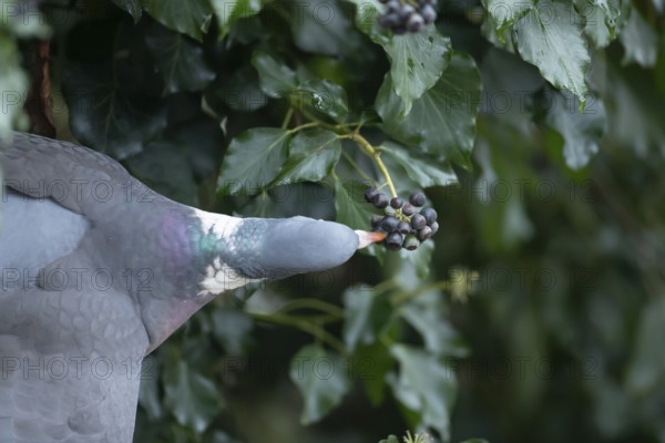 Wood pigeon (Columba palumbus) adult garden bird eating Ivy tree berries in winter, England, United Kingdom