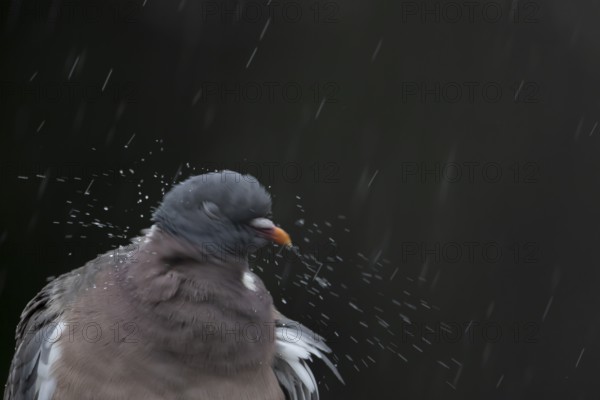 Wood pigeon (Columba palumbus) adult garden bird shaking its head in a rain storm in summer, England, United Kingdom