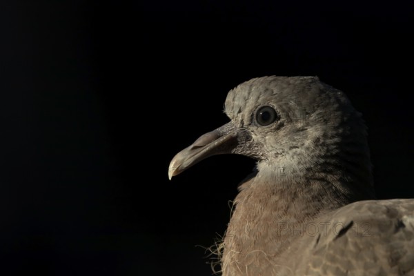 Wood pigeon (Columba palumbus) juvenile squab garden bird head portrait in summer, England, United Kingdom