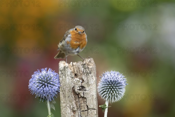 European robin (Erithacus rubecula) adult garden bird on a wooden post in summer, England, United Kingdom