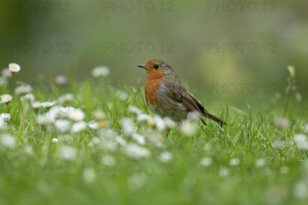 European robin (Erithacus rubecula) adult garden bird on a grass lawn with daisy flowers in summer, England, United Kingdom