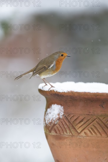 European robin (Erithacus rubecula) adult garden bird on snow covered flower pot in winter, England, United Kingdom