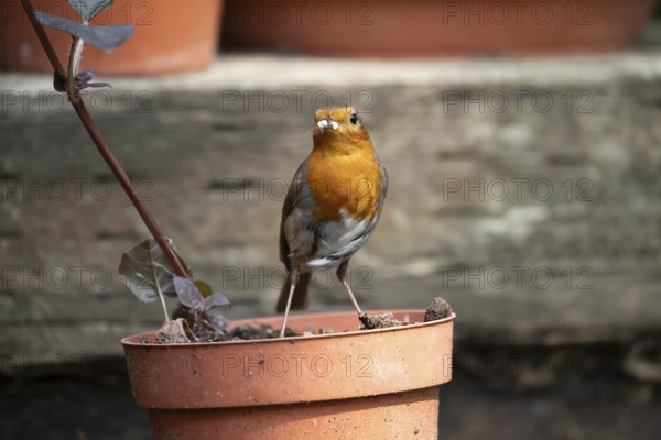 European robin (Erithacus rubecula) adult garden bird with bugs for food in its beak on flower pot in summer, England, United Kingdom
