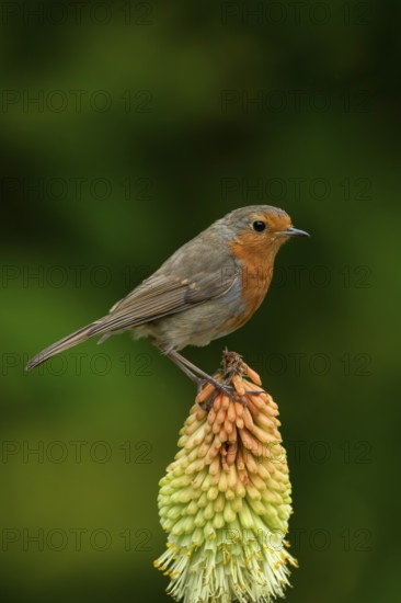 European robin (Erithacus rubecula) adult garden bird on a Red hot poker flower in summer, England, United Kingdom