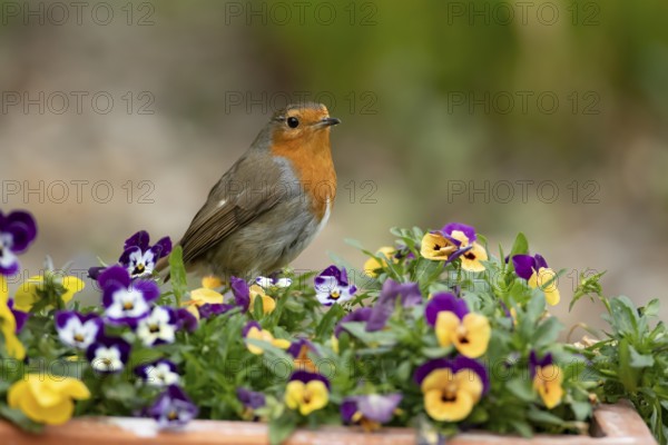 European robin (Erithacus rubecula) adult garden bird on a flower pot with Pansy or Viola flowers in spring, England, United Kingdom