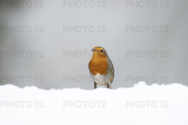 European robin (Erithacus rubecula) adult garden bird on snow in winter, England, United Kingdom