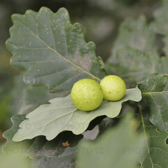 Common oak gall wasp (Cynips quercusfolii) on a leaf of an English oak, Wilnsdorf, North Rhine-Westphalia, Germany