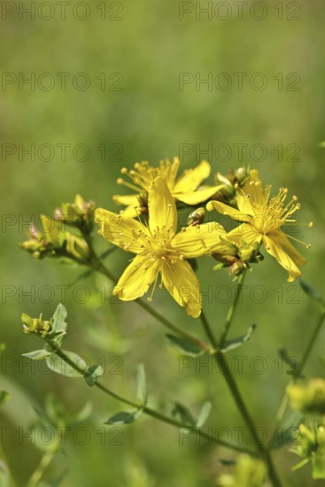 Common St John's wort (Hypericum perforatum), spotted St John's wort or common St John's wort (Hypericum perforatum), medicinal plant, flowering, Wilnsdorf, North Rhine-Westphalia, Germany