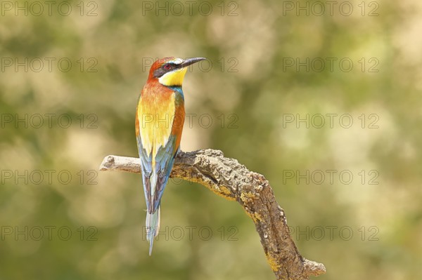 European bee-eater (Merops apiaster) sitting on a branch covered with green lichen, dorsal view, Lake Neusiedl, Burgenland, Austria