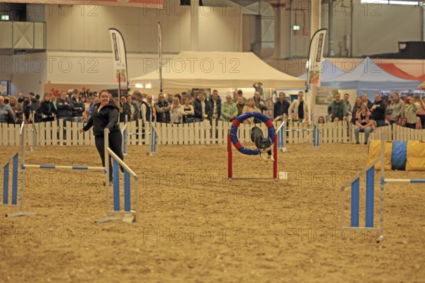 Agility, dog jumps through tires