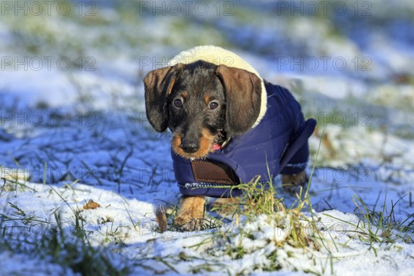 Wire-haired dachshund in winter coat, snow, young animal