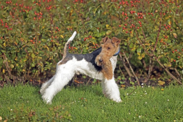 Wirehaired Fox Terrier
