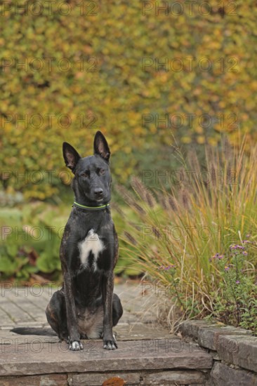 Malinois sitting on stone slab