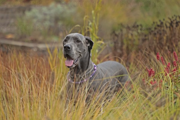 Great Dane