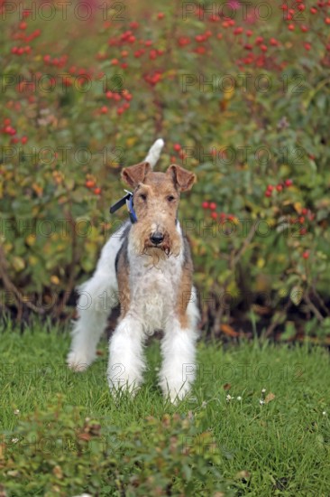 Wirehaired Fox Terrier