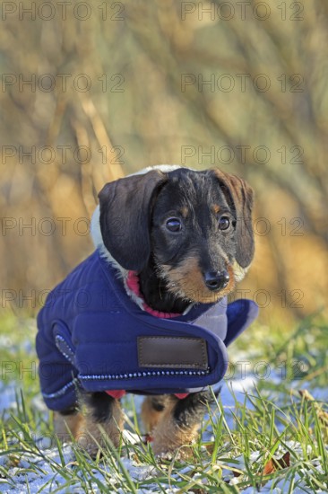 Wire-haired dachshund in winter coat, snow, young animal