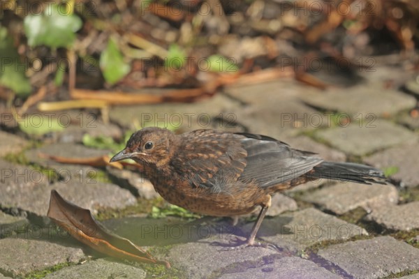 Blackbird (Turdus merula) sitting on the ground, young bird