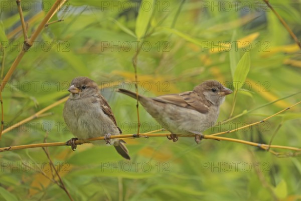 House Sparrow (Passer domesticus)