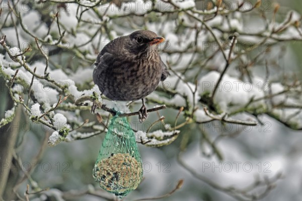 Blackbird (Turdus merula), sitting in a bush with snow, tit dumpling, female