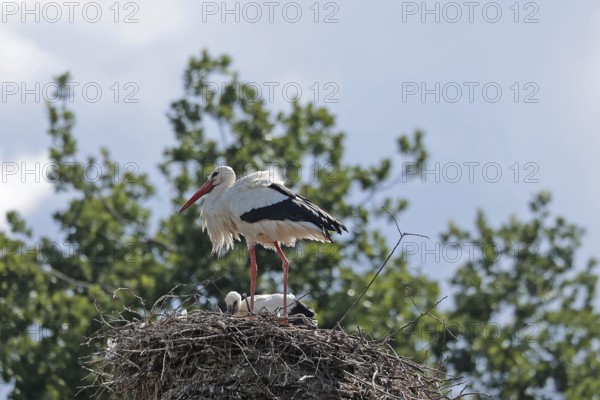 White stork (Ciconia ciconia) sitting on the nest