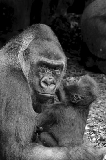 Lowland gorilla (Gorilla gorilla gorilla), captive, black and white