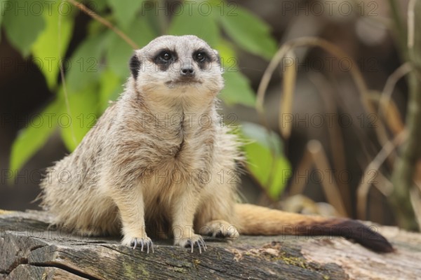 Meerkat (Suricata suricatta), captive