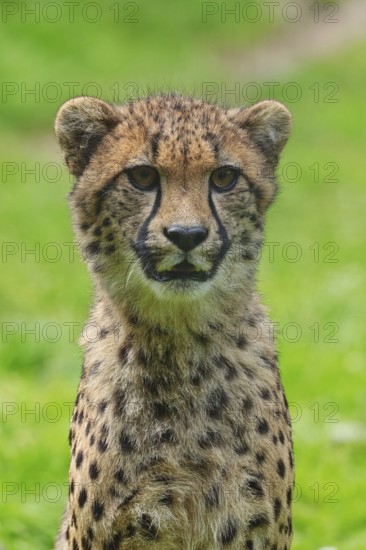 Cheetah (Acinonyx jubatus), captive