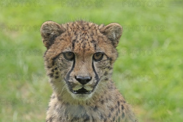 Cheetah (Acinonyx jubatus), captive