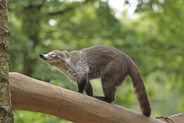 White-trunked coati (Nasua narica) Captive