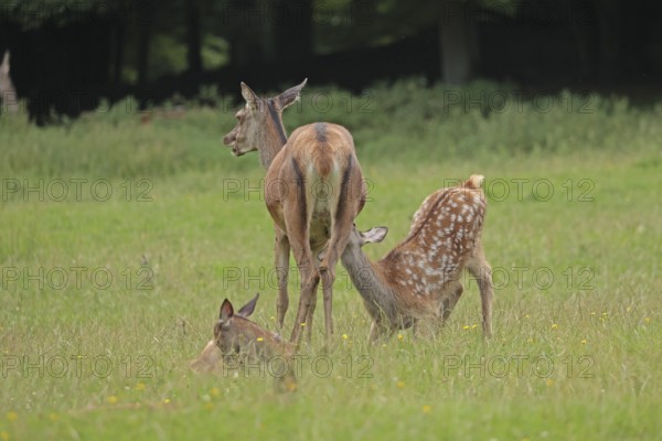 Red deer (Cervus elaphus), cow with calves