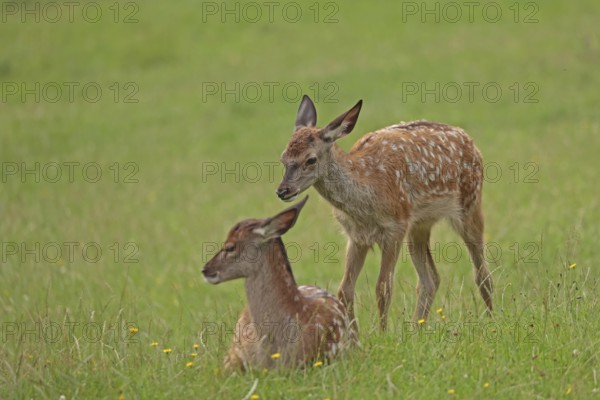 Red deer (Cervus elaphus), Two calves in the grass