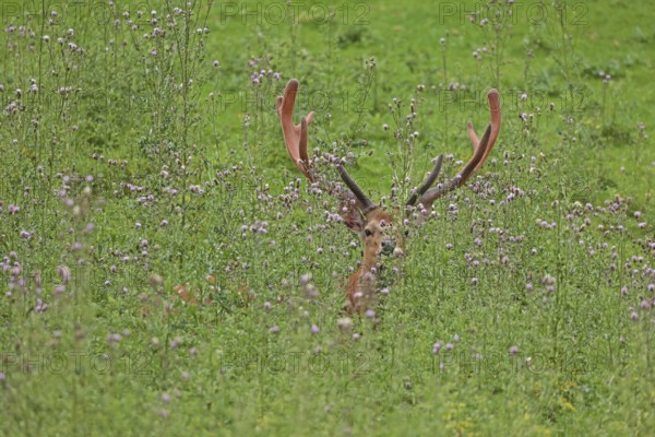 Sika deer (Cervus nippon), sika deer, male