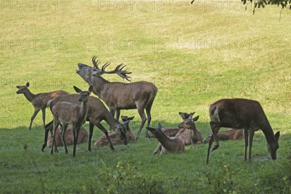 Red deer (Cervus elaphus), herd, rutting season