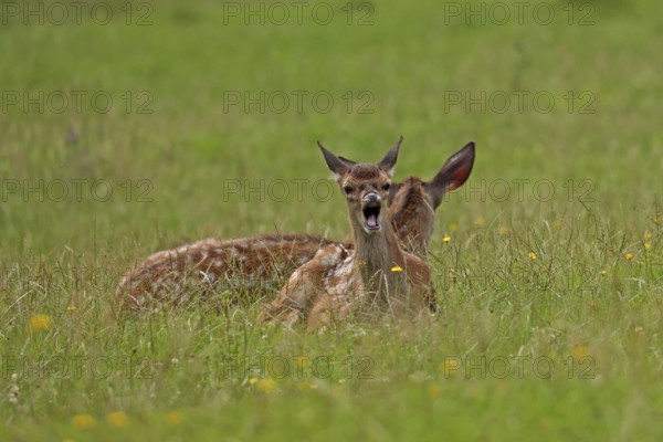 Red deer (Cervus elaphus), calves