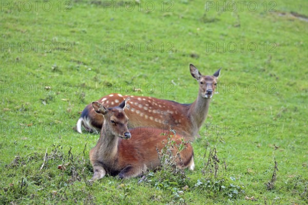 Sika deer (Cervus nippon), female