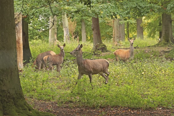 Red deer (Cervus elaphus), herd