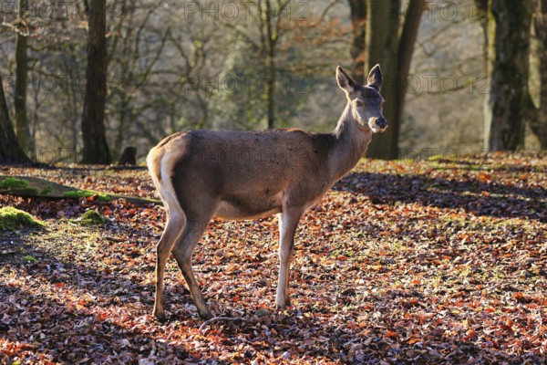 Red deer (Cervus elaphus), female