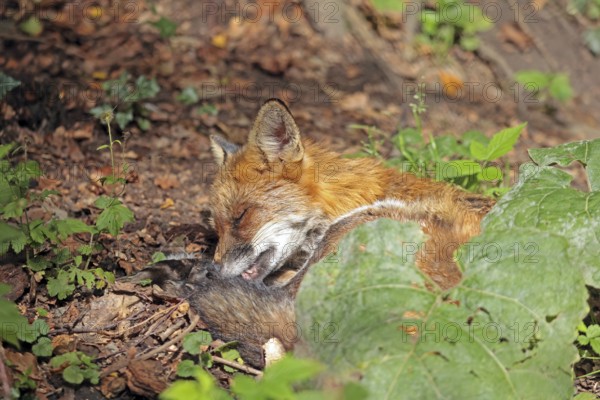 Red fox (Vulpes vulpes)