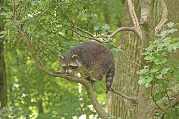 Raccoon (Procyon lotor)