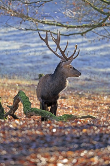 Red deer (Cervus elaphus), male