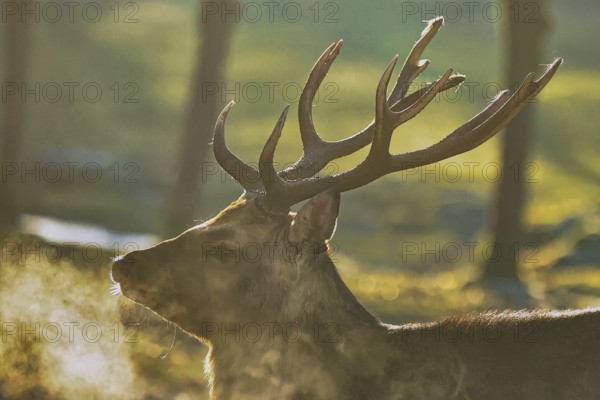 Red deer (Cervus elaphus), male