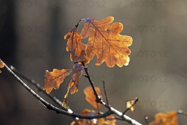 Oakleaf in backlight