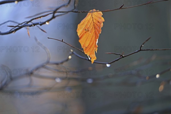 Leaf from a beech tree in backlight