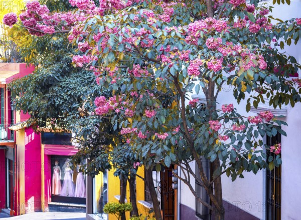 Scenic colorful colonial architecture of Cuernavaca streets in historic center in Mexico Morelos